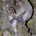 monkey_macaque_balinese_mf_ubud_v_0986_bal4702.jpg